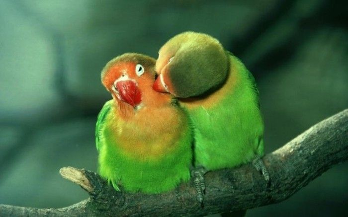 valentines tapeter två papegojor-in-grön färg