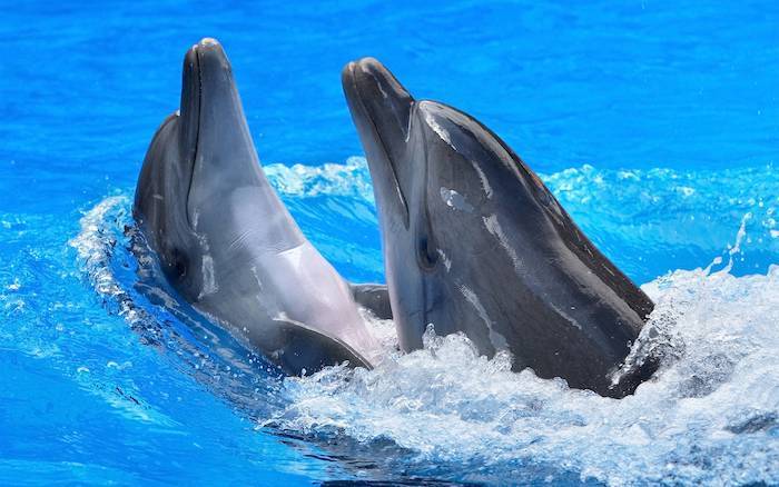 Dva veľké sivé delfíny plávajú spoločne v bazéne s jasnou modrou vodou - pozrite sa na naše fotky delfínov, ktoré by vás mohli radi