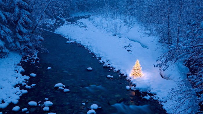 una foresta con alberi e un abete e fiume di notte - belle immagini invernali