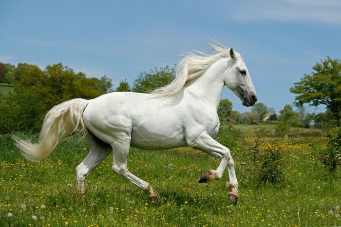white-rasende-vakre-hest Gorgeous bilde