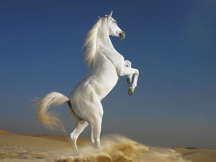 White-vakre-hester-veldig-aktive-in-the-wild-natur