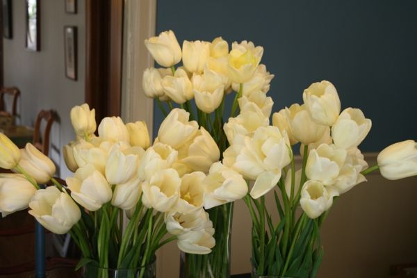 White-piękny-francusko-tulipany