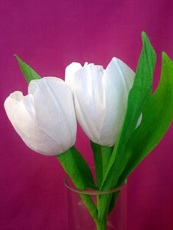 White-piękny-tulipan-Tinker