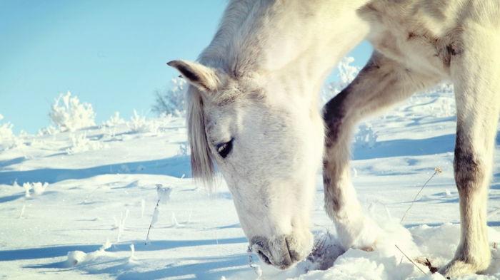 baltas arklys-in-snow