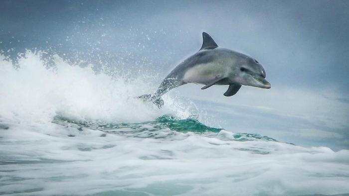toto je obraz so sivým delfínom, ktorý sa skáka nad vlnami a morom s modrým kúpaním vody - delfínom