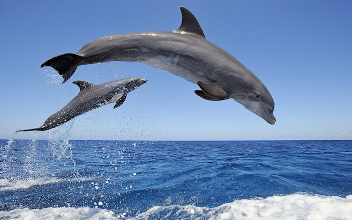 A to je obraz s dvoma veľkými šedými delfínmi v skoku, modrou oblohou a morom s modrou vodou a vlnami