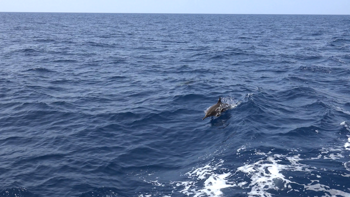 jedinečný obrázok s malým šedým delfínom v skoku as veľkým morom s modrou vodou