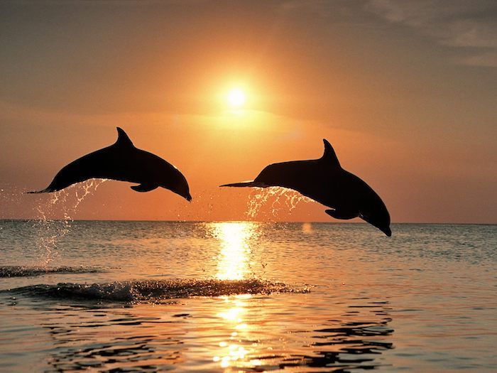Tu nájdete dvoch čiernych delfínov v skoku a cez more - skvelý obraz na tému delfínov pri západe slnka