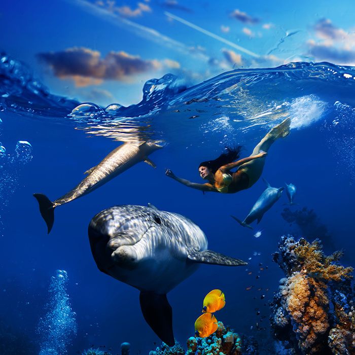 ďalší magický obraz s plávajúcou morskou panvou, sivým delfínom a malou žltou rybou