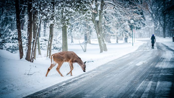 una scena invernale con un cervo e un sentiero con un umano - giardino d'inverno con alberi e neve
