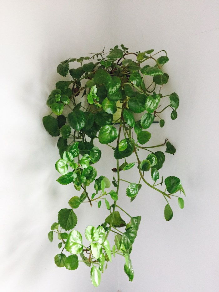 Ivy a melhor planta pendurada para o seu quarto - houseplants obscuros