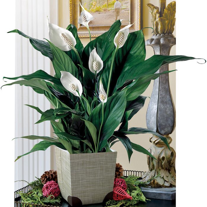 Plantas que precisam de pouca luz Lírio de paz em um vaso de flores na cor cinza