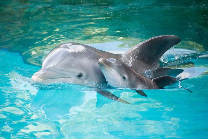Odporúčame Vám, aby ste si pozreli tento obrázok - tu je veľký a malý šedý delfín - plavajú spolu v bazéne s čistou vodou