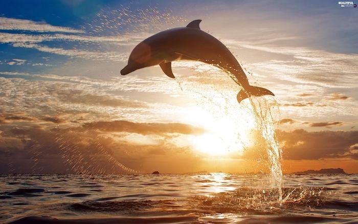 Tu nájdete obrázok s čiernym delfínom, ktorý skočí nad morom as prekrásnym západom slnka a oblaky a modrou oblohou