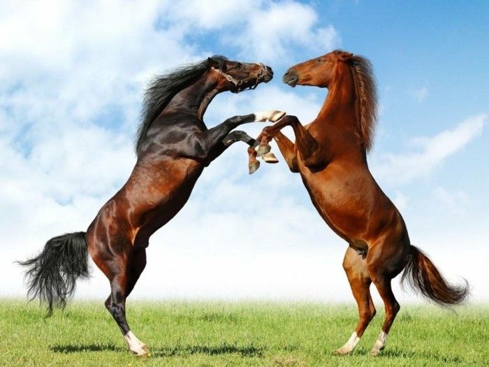 to vakre-hester-in-the-gress-spiller