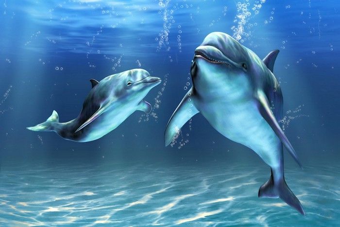 jeden z našich myšlienok na tému delfínov - tu nájdete dva plávajúce modré delfíny pod čarovnou čírou vodou
