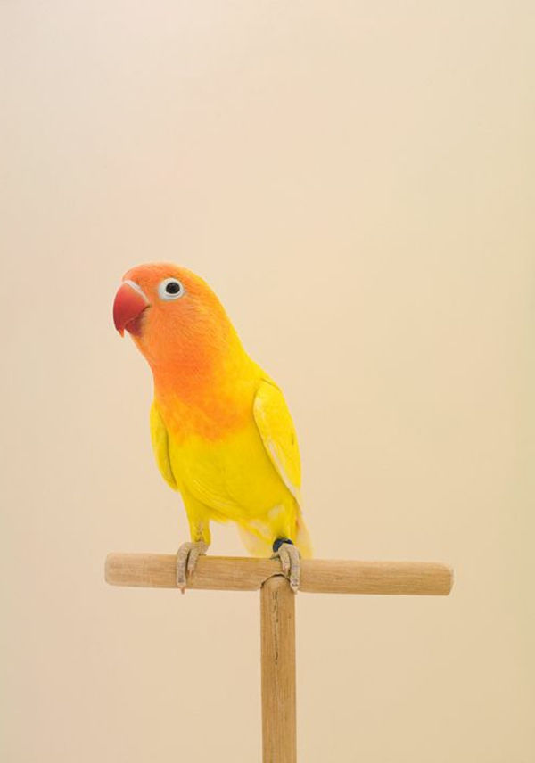 oranje papegaai-rood-oranje-geel