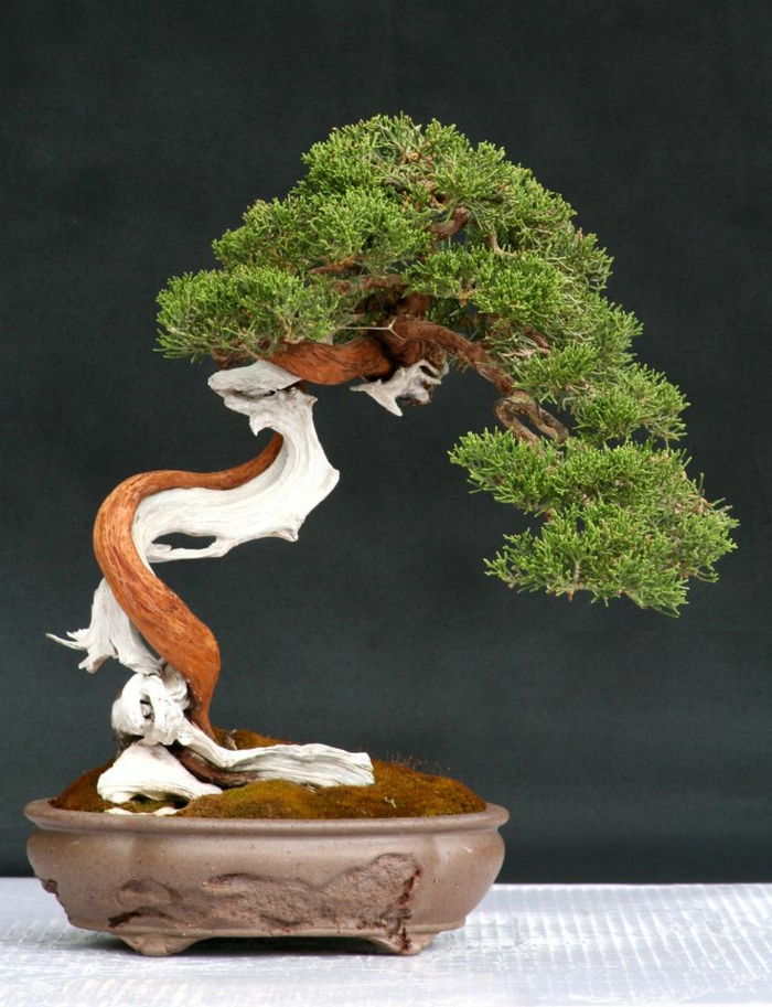 Bonsai Tree ciekawy kształt oryginału-art