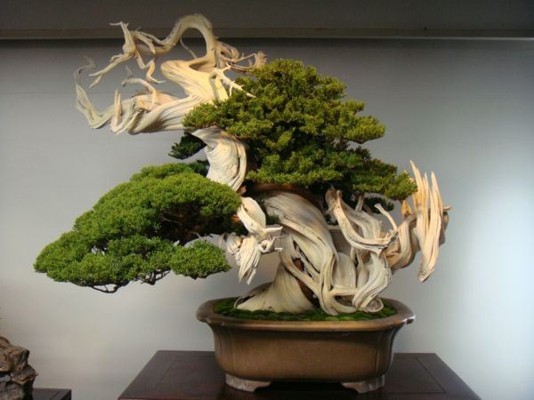 Spesial bonsai sammensetningen-in-bonsai arter