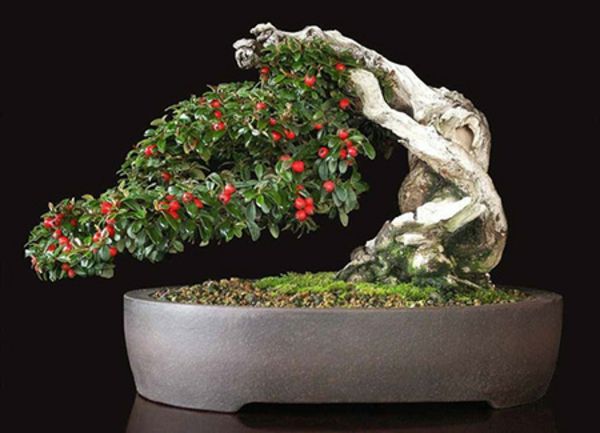 Enestående bonsai med frukt