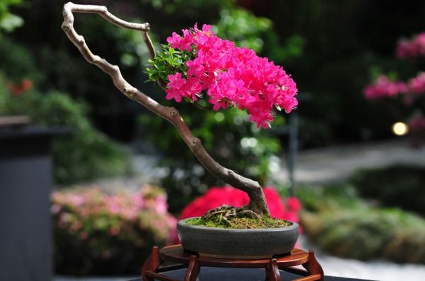 Išskirtinis augimo-at-bonsai rūšys