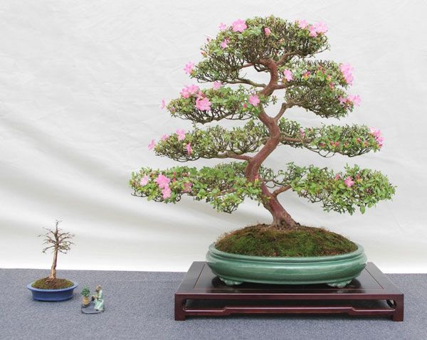 Blomstring-bonsai-form i skall