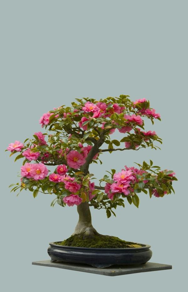 Blomstring bonsai arter