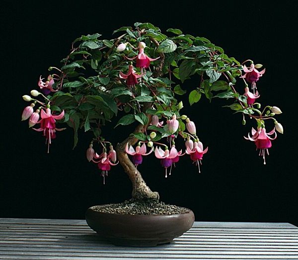 Gėlių-in-bonsai nuo Fuchsia