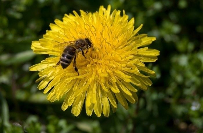 Suklestėjimas Kiaulpienė su-bičių