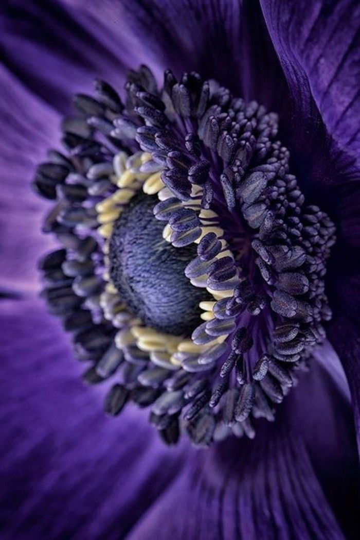 Purple Flower Fotografije Flower-v-temno vijolične barve fotografirali-of-NaH
