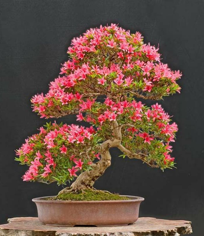 Bonsai Drzewo Różowe Azalea Blossom 30 lat