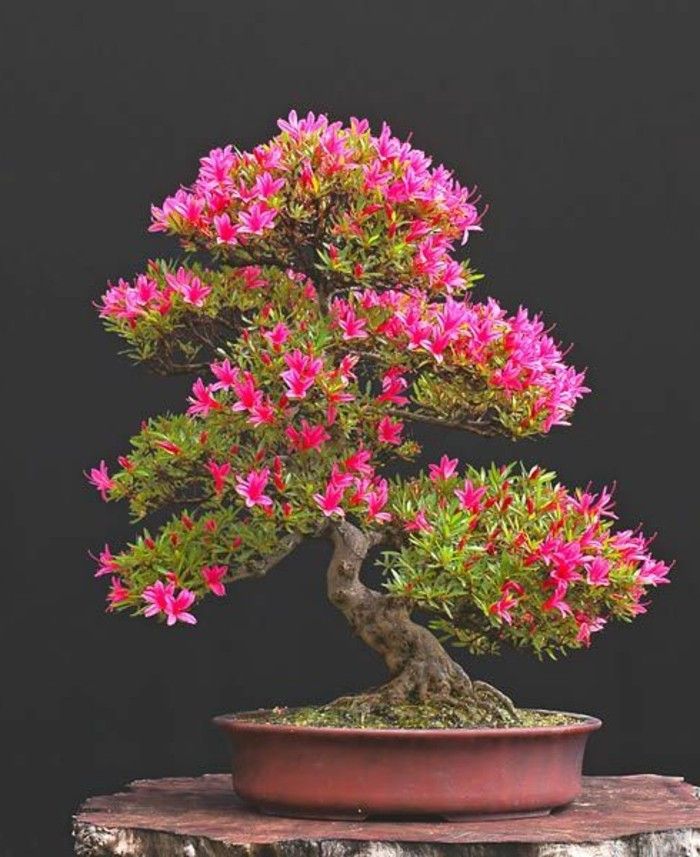 Bonsai drzewa kwiat kwitnie Azalie