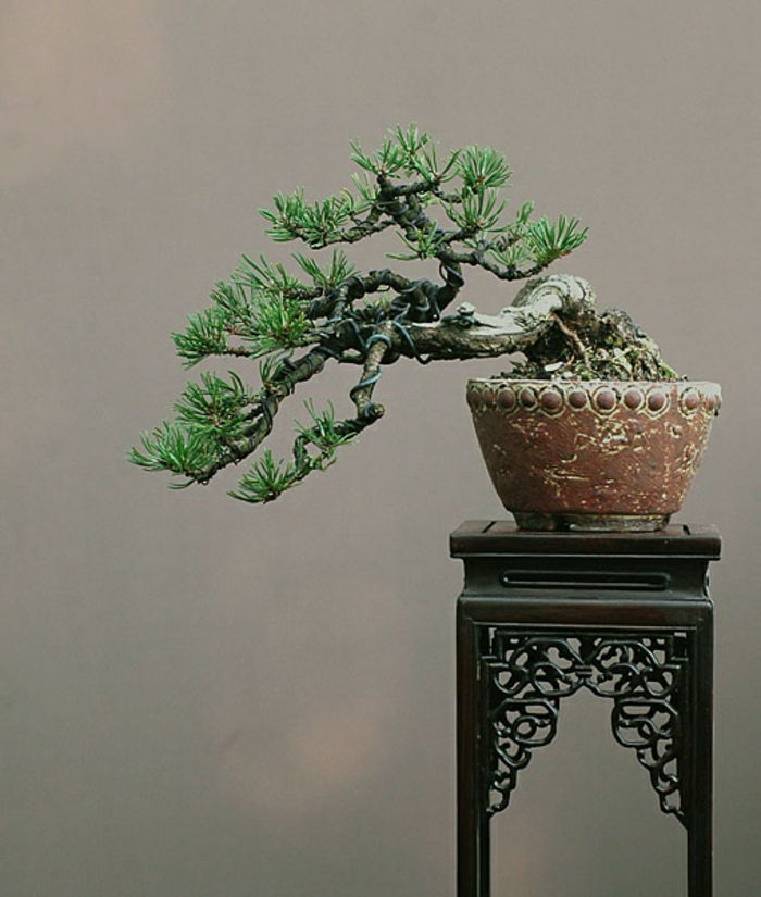 Bonsai Tree ciekawy kształt niezwykle-malarski czarno-vintage-stand doniczka