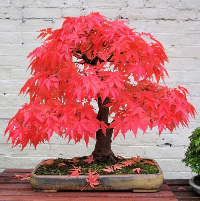 Bonsai Tree Japoński klon czerwony