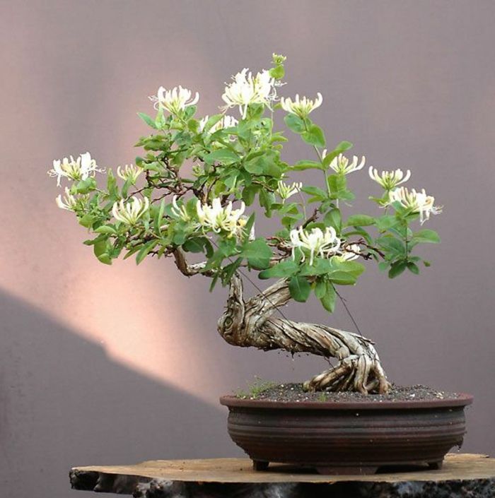 Rodzaj bonsai doniczka Blossom