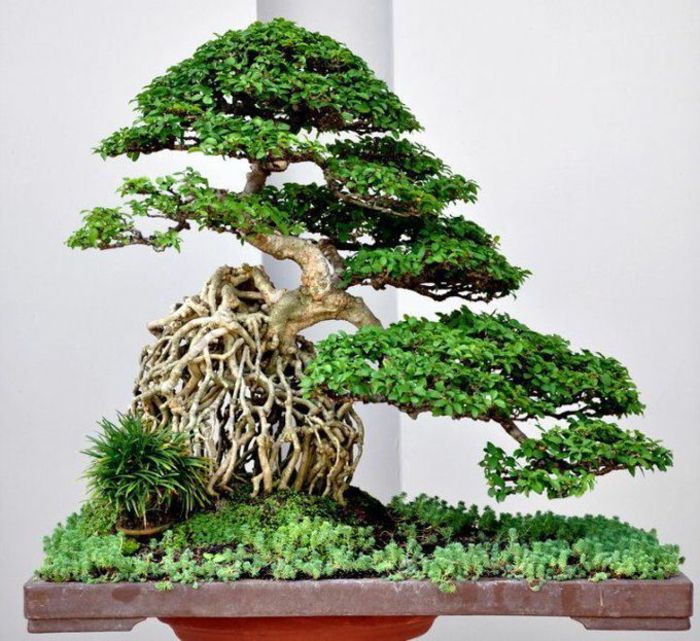 Sztuka Bonsai Drzewo Trawa piękna kompozycja