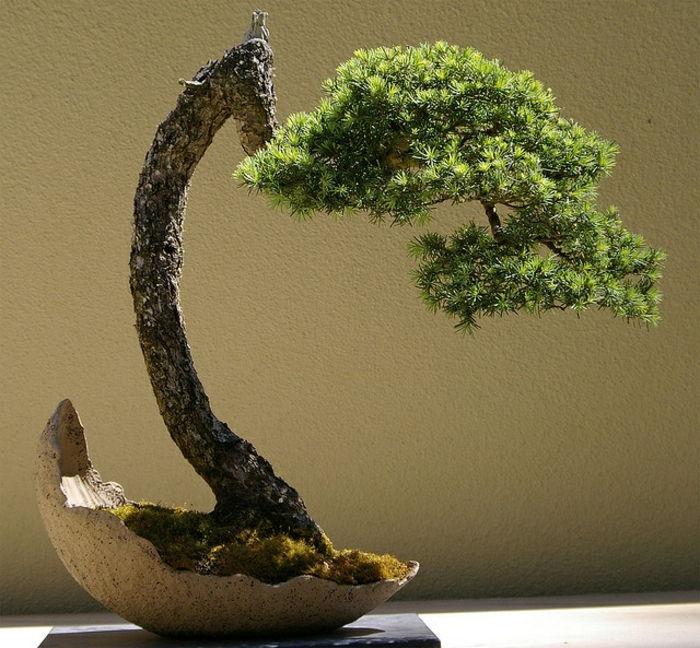 Bonsai drzewo iglaste powłoka oryginalna kompozycja