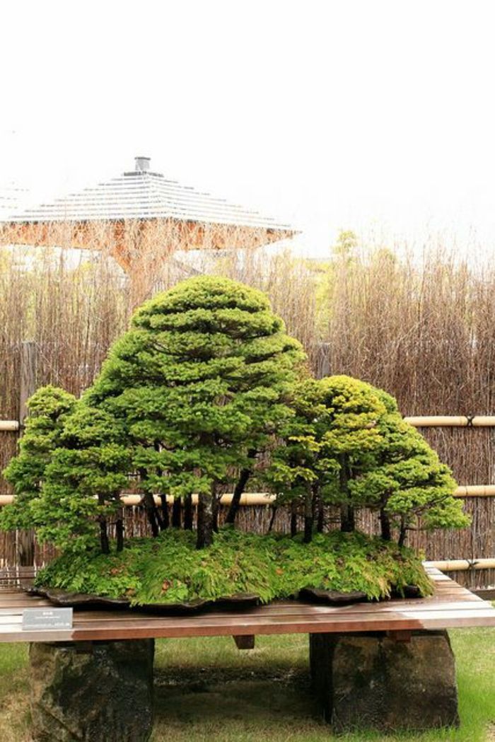 Las japoński bonsai Art-sztuka malownicze