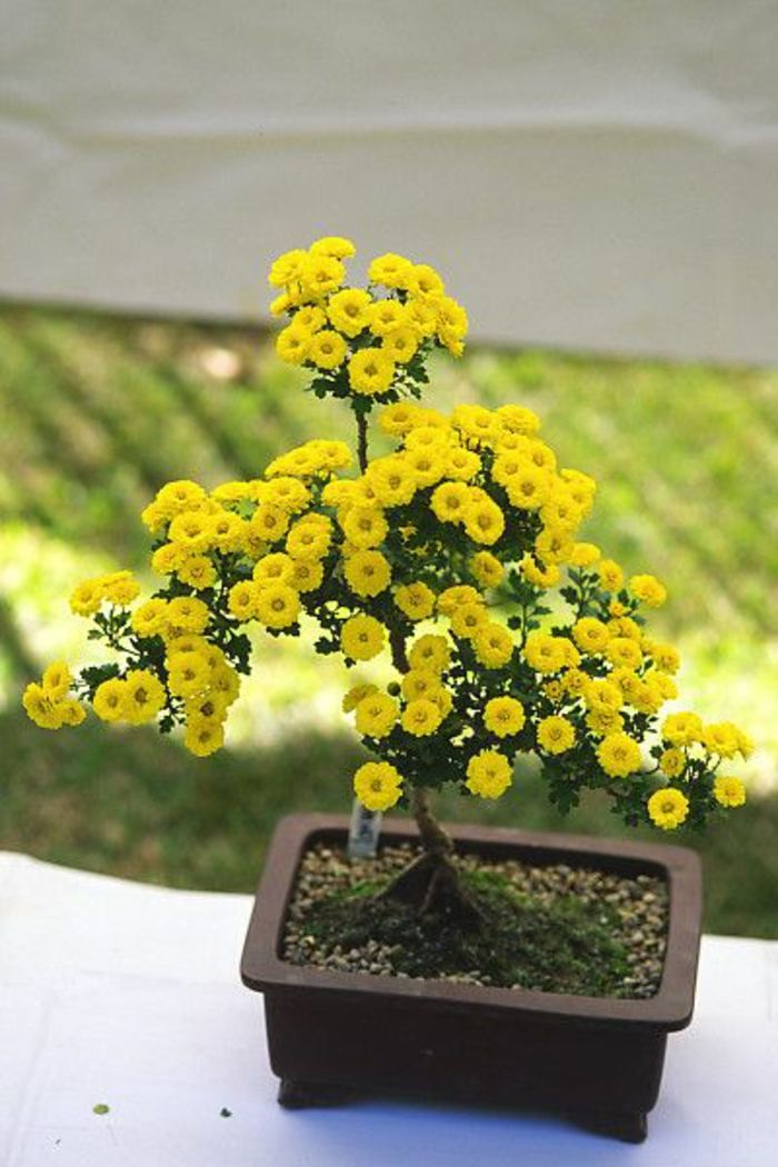 Bonsai żółta chryzantema kwiat pot Moss kamienie ozdobne