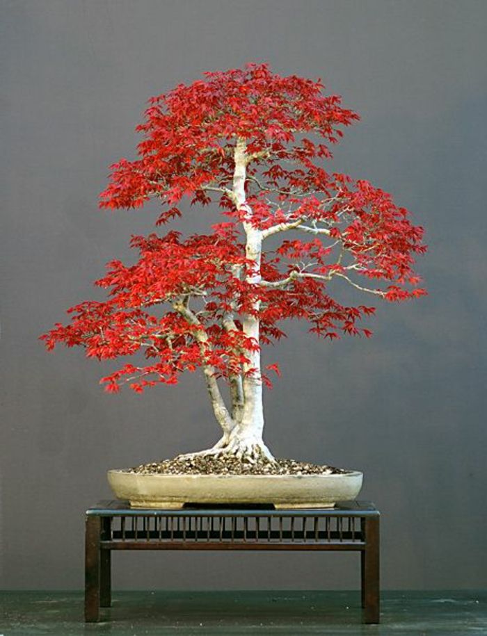 Bonsai japoński Klon czerwony pozostawia Art