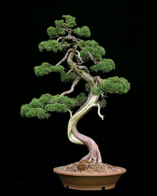 Evergreen bonsai