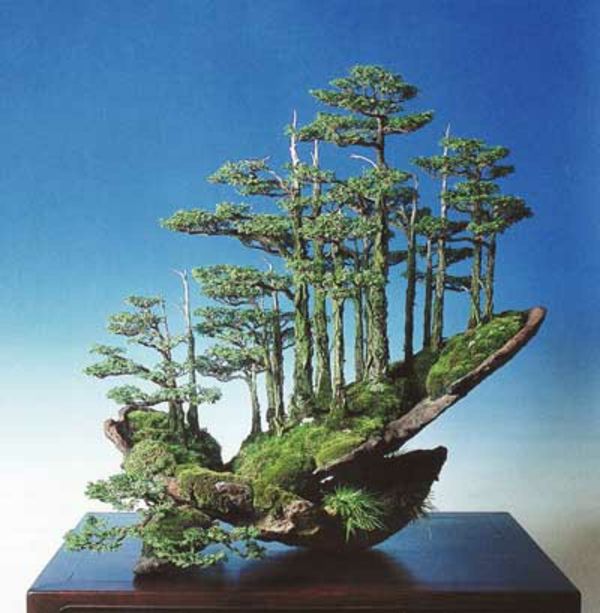 Gruppe planting-fra-bonsai arter