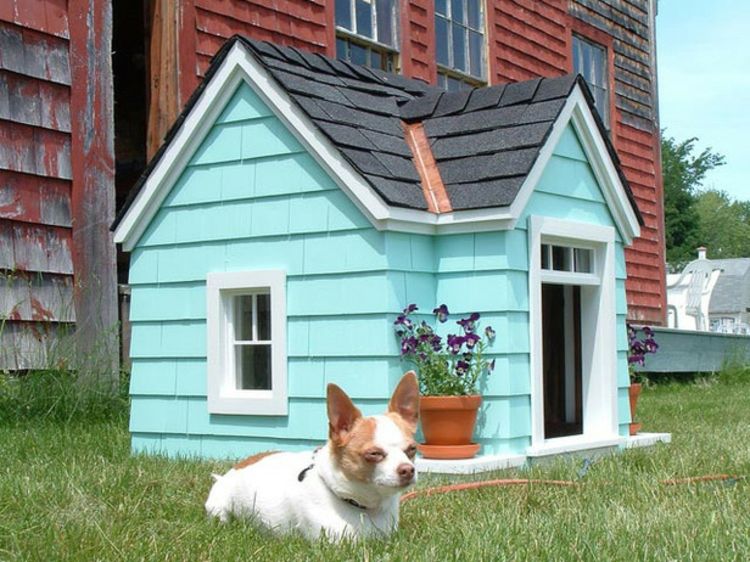 dog-house-chic-in-tyrkysovo modrým-zvlášť-moderné-chic
