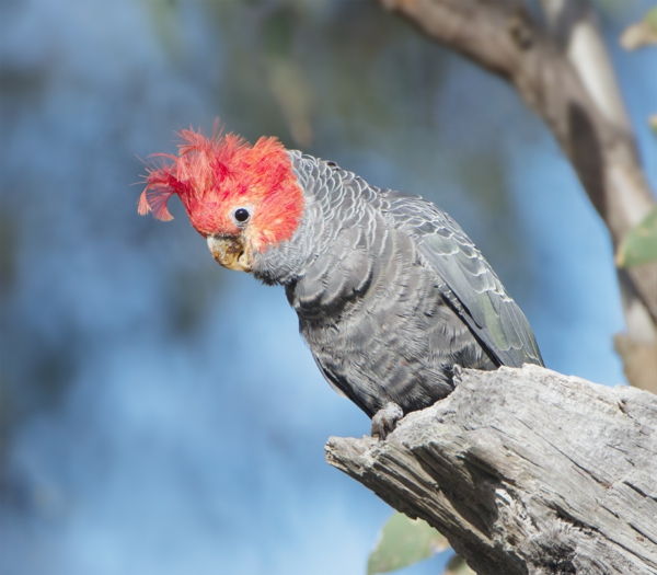 Callocephalon_fimbriatum_toller Parrot Kolorowe Parrot-kakadu papuga tapety tapety