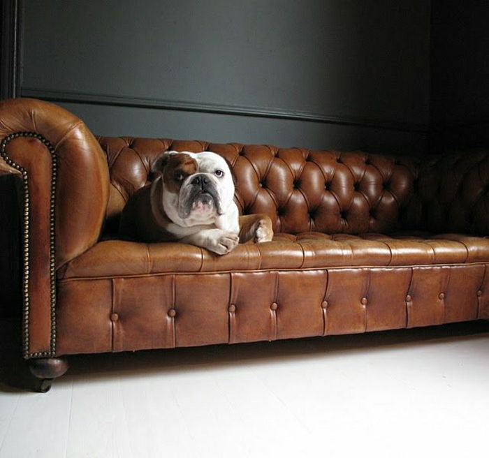 Chesterfield kavč Bulldog