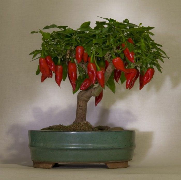 Drzewo Bonsai interesujący chili-hot-korzenny