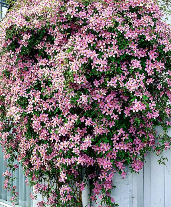Clematis rosa hage blomster