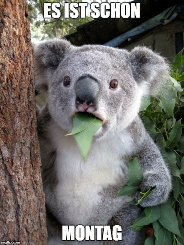 Cool-funny-imagini-cu-Koala