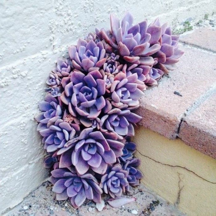 Deco ideja-vijolično rastlin kot-stopnice Dekoracija