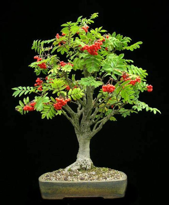 Rowan bonsai owoce